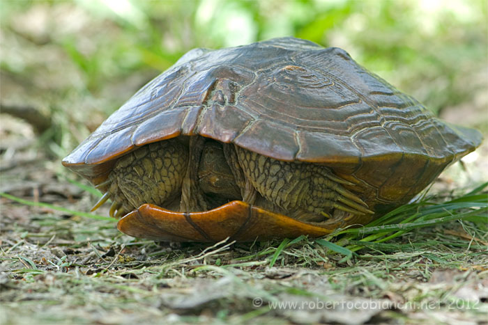 Trachemys